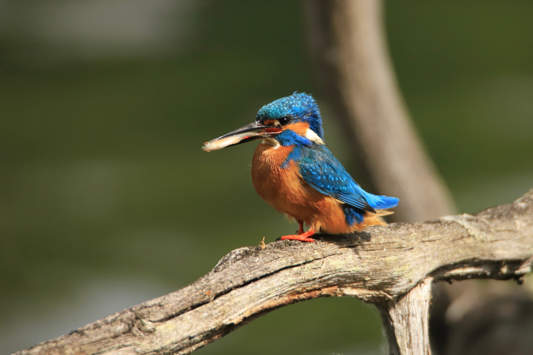 Chouette hulotte dans un tronc d'arbre